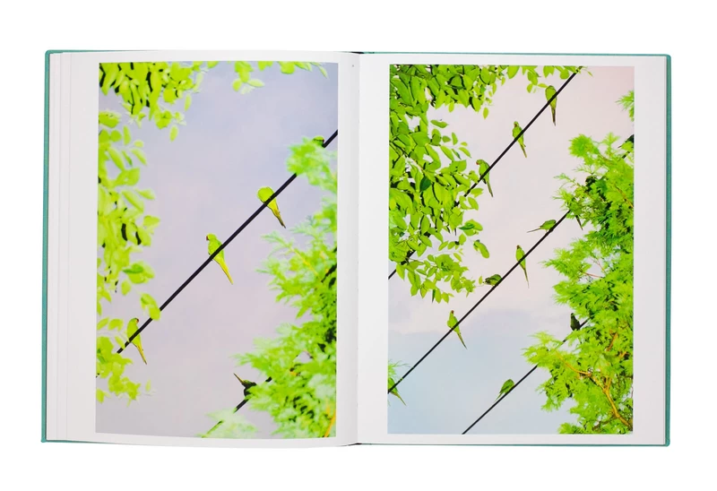 Des Oiseaux - 水谷吉法 | shashasha 写々者 - 写真集とアートブック