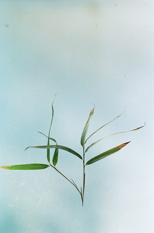 野口恵太　FLOWER 8vYeugF6I_ruBDve.jpeg