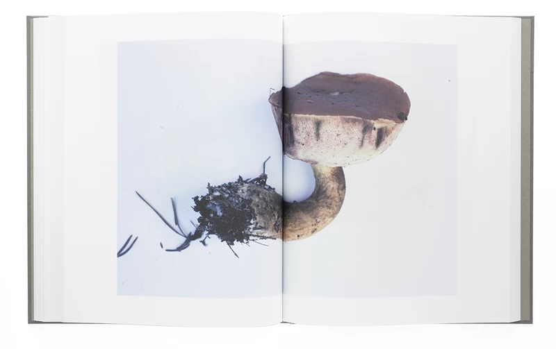 Symphony - mushrooms from the forest (Hardcover) - Takashi HOMMA