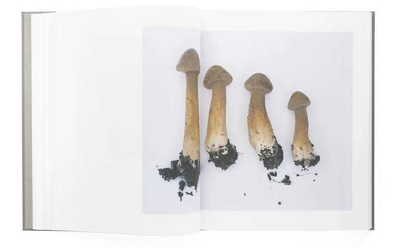 Symphony その森の子供 mushrooms from the forest (ハードカバー