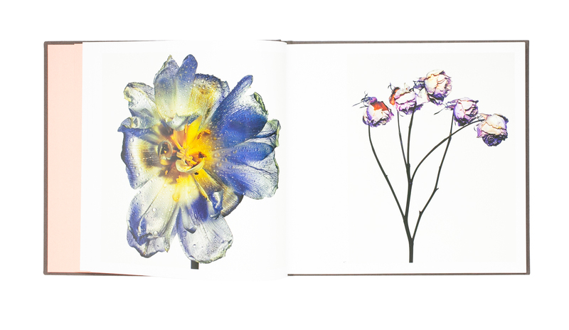 原画　『flower, s.』 Withered Flowers - Kazunali TAJIMA | shashasha - Photography