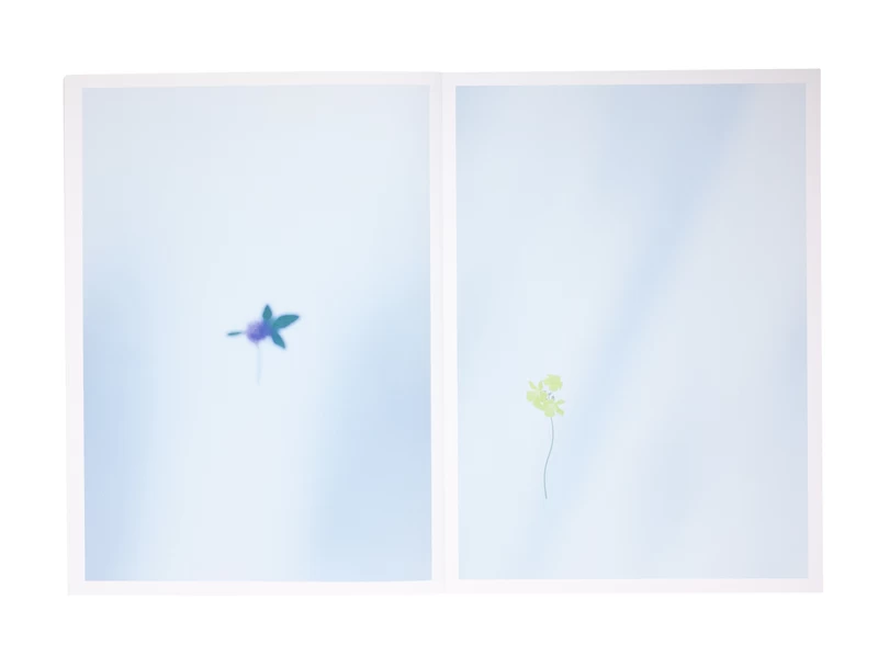 Flower - 野口恵太 | shashasha 写々者 - 写真集とアートブック