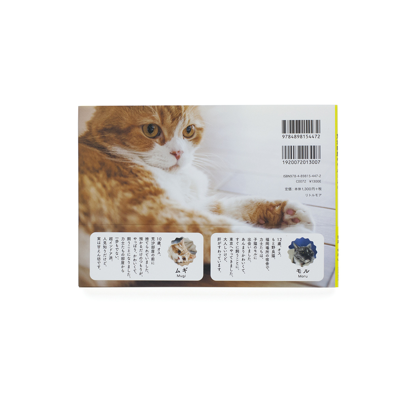 Moru And Mugi The Sumo Stable Cats Yukai Shashasha 写々者 Delivering Japanese And Asian Photography To The World Moru And Mugi The Sumo Stable Cats Yukai Shashasha 写々者 Delivering Japanese And Asian Photography To The World