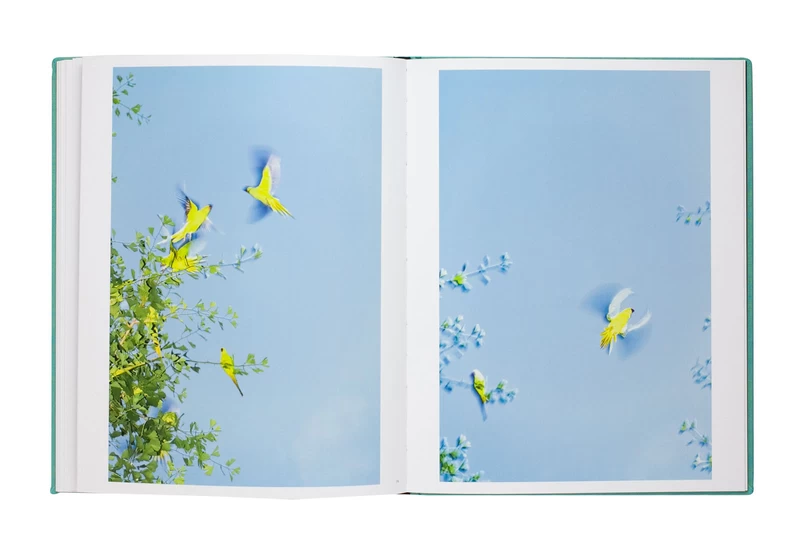 Des Oiseaux - 水谷吉法 | shashasha 写々者 - 写真集とアートブック