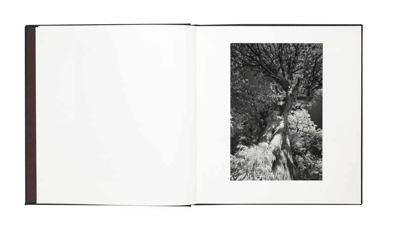 Gen'ei - The Primeval Forest of Yakushima - Nobuo ARAI