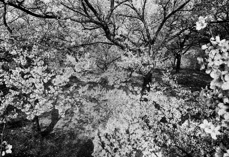 Daido Silk（黒） - 森山大道 | shashasha 写々者 - 写真集とアートブック