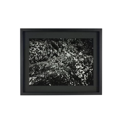 Daido Moriyama: Ango [プリント販売] | shashasha 写々者 - 写真集と