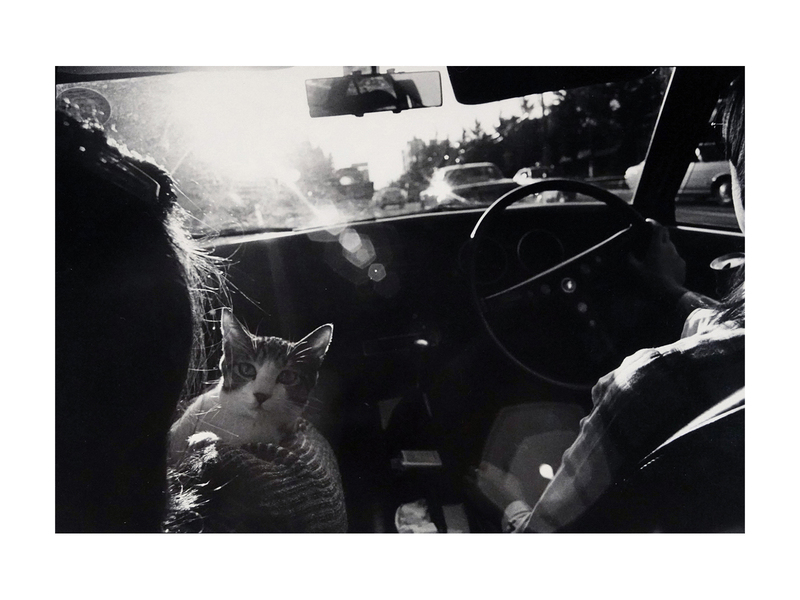 Sasuke - Masahisa FUKASE | shashasha - Photography & art in