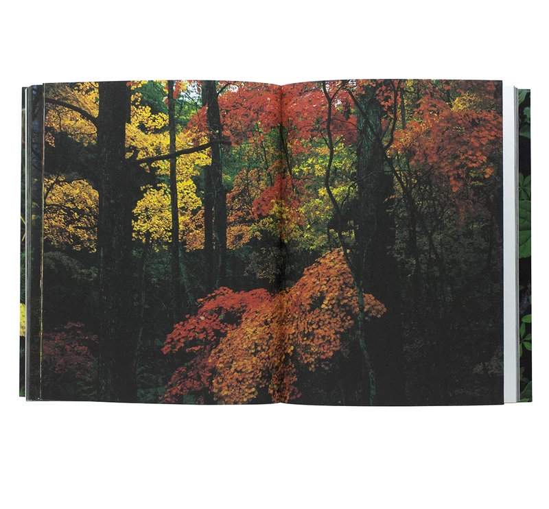 into the forest - 田淵三菜 | shashasha 写々者 - 写真集とアートブック