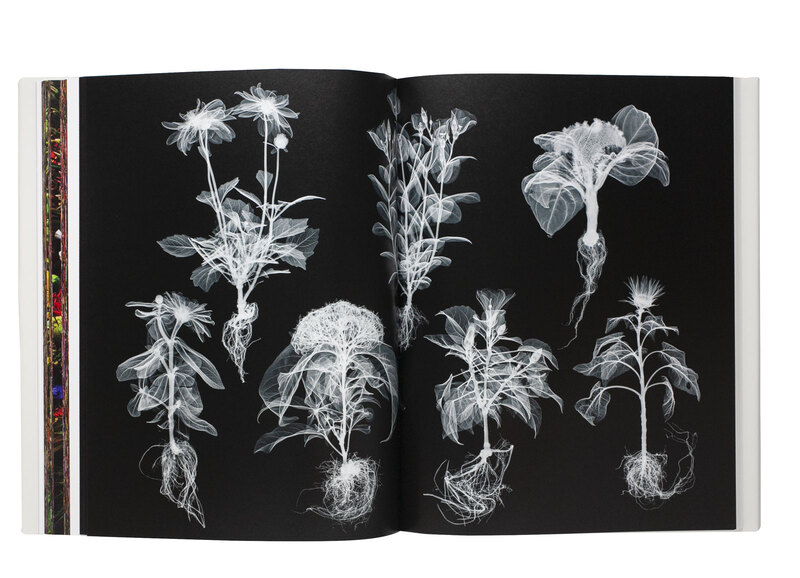 Encyclopedia of Flowers Vol. VI - Makoto AZUMA, Shunsuke SHIINOKI