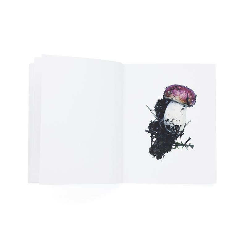 Takashi Homma / SCANDINAVIAN MUSHROOM | POST