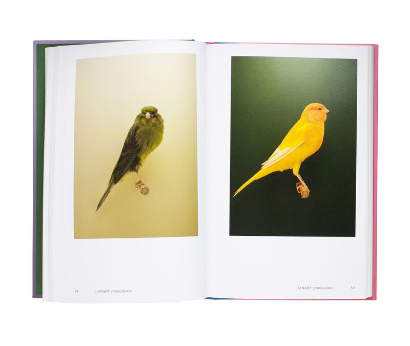 全商品オープニング価格 特別価格】 Incomplete An 洋書 Dictionary Birds Show of 洋書 -  christinacooks.com