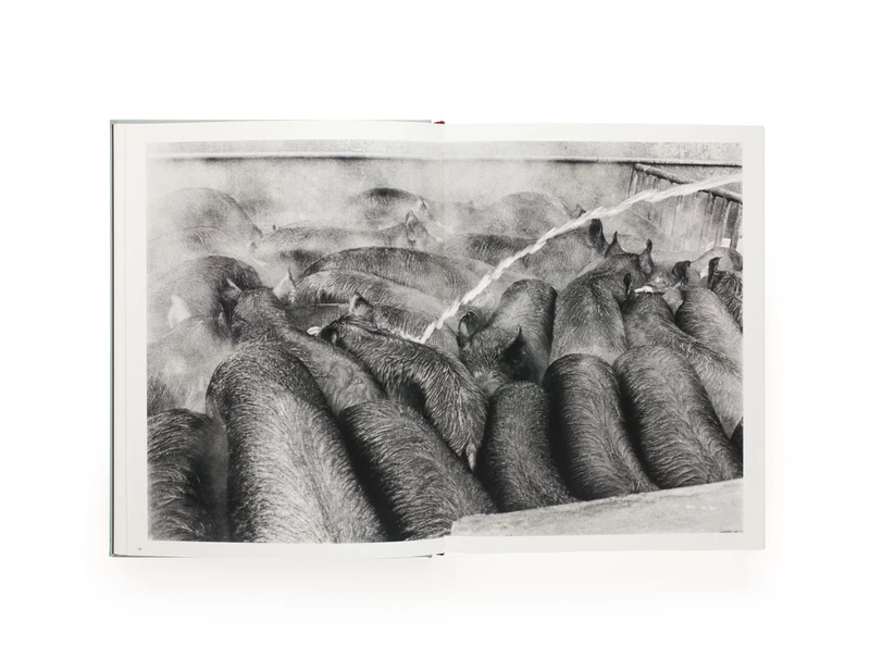 Masahisa Fukase - 深瀬昌久 | shashasha 写々者 - 写真集とアートブック