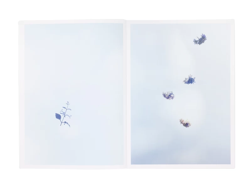 Flower - 野口恵太 | shashasha 写々者 - 写真集とアートブック