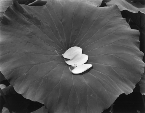 三好耕三 - Kozo MIYOSHI | shashasha 写々者 - 写真集とアート