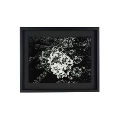 Daido Moriyama: Ango [プリント販売] | shashasha 写々者 - 写真集と
