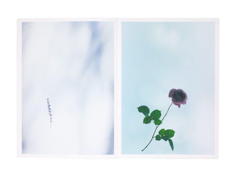 Flower - 野口恵太 | shashasha 写々者 - 写真集とアートブック
