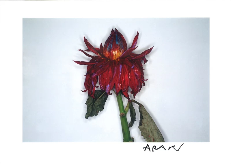 色情花 ～Painting Flower (E) - 荒木経惟 | shashasha 写々者 - 写真