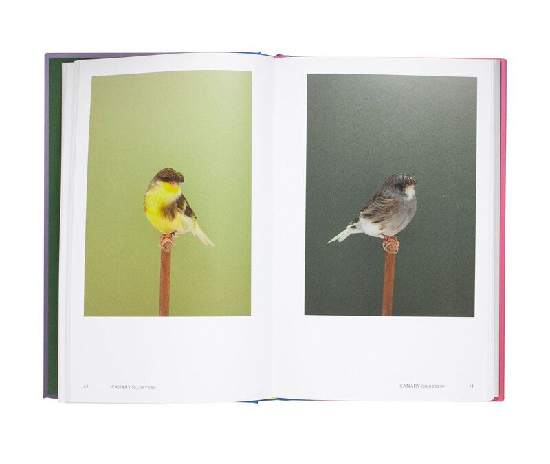 An Incomplete Dictionary of Show Birds Vol. 2 - Luke STEPHENSON 