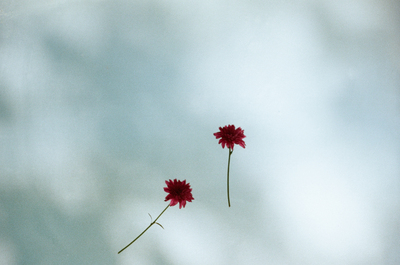 FLOWER #301 - 野口恵太 | shashasha 写々者 - 写真集とアートブック