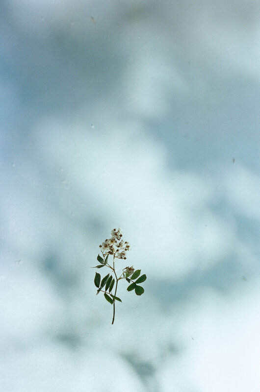 FLOWER #4 - 野口恵太 | shashasha 写々者 - 写真集とアートブック