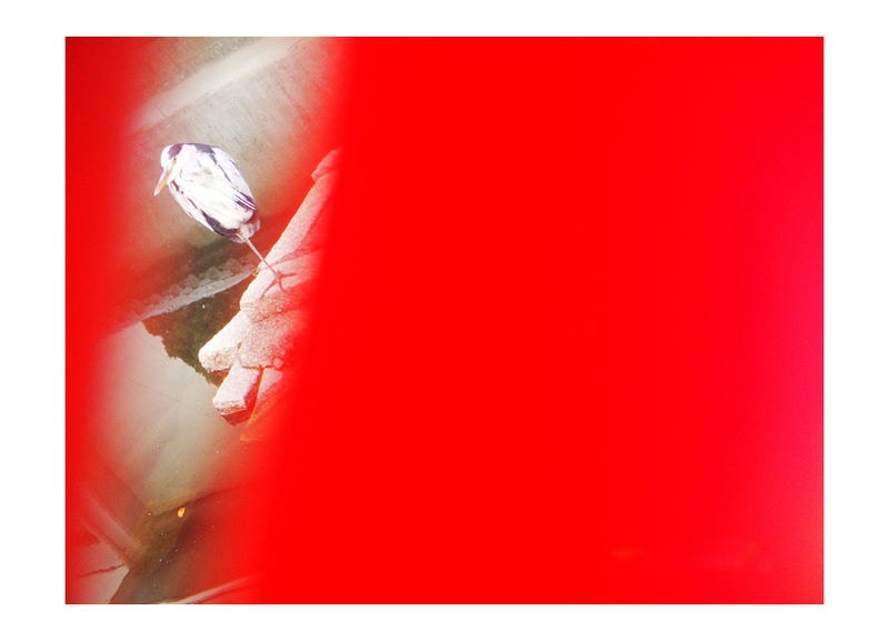 写実画 【和蘭海芋】　肉質画　サインあり JAPAN EXPO23 出展作品 オンラインショップ商品一覧