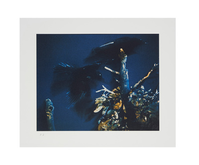 Ravens - Masahisa FUKASE | shashasha - Photography & art in books