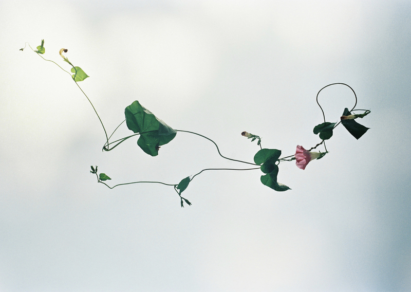 野口恵太　FLOWER Flower - 野口恵太 | shashasha 写々者 - 写真集とアートブック