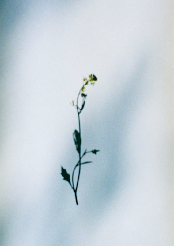 FLOWER #307 - 野口恵太 | shashasha 写々者 - 写真集とアートブック