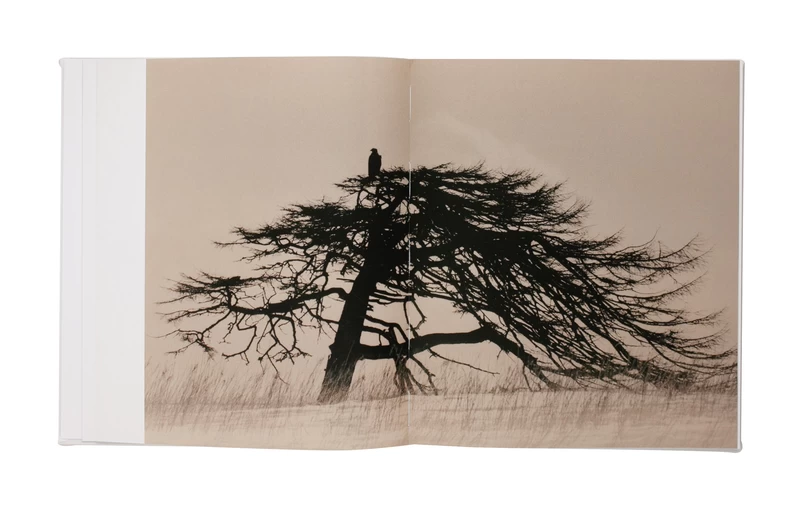 Yamamoto Masao - Masao YAMAMOTO | shashasha - Photography & art in