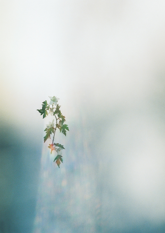 野口恵太　FLOWER 2f5fiTscI_kLIkAe.jpeg