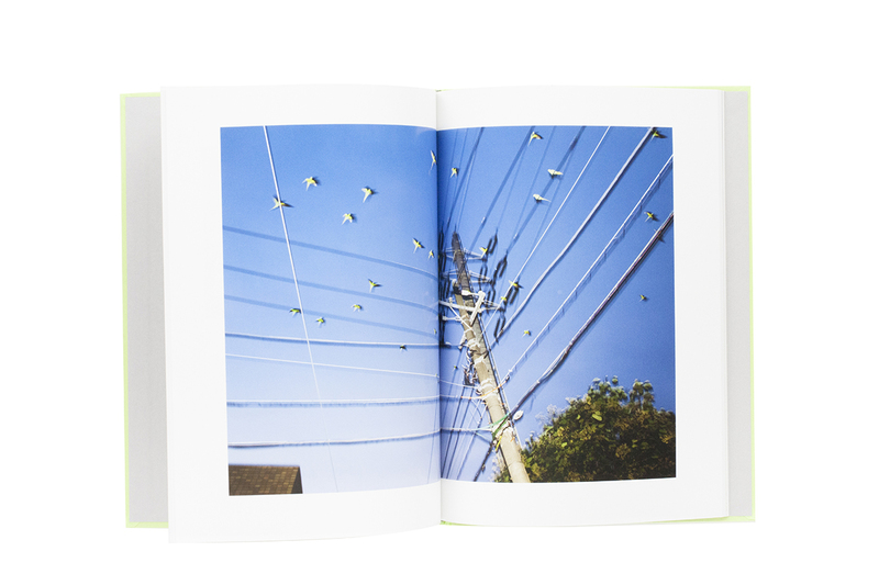 TOKYO PARROTS - 水谷吉法 | shashasha 写々者 - 写真集とアートブック