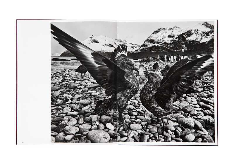 セバスチャン・サルガド Des Oiseaux - セバスチャン・サルガド | shashasha 写々者 - 写真集と