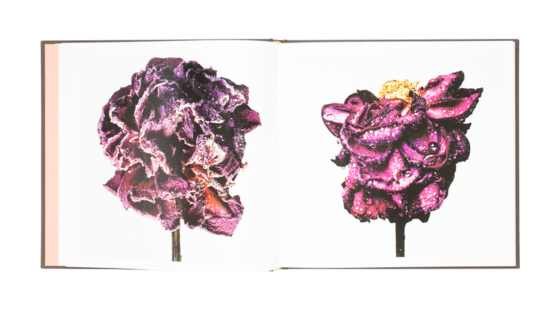 Withered Flowers - 田島一成 | shashasha 写々者 - 写真集とアートブック