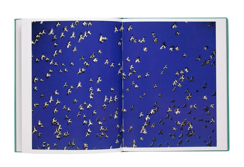 Des Oiseaux - 水谷吉法 | shashasha 写々者 - 写真集とアートブック