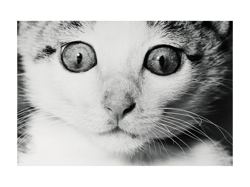 深瀬昌久写真集「猫の麦わら帽子」