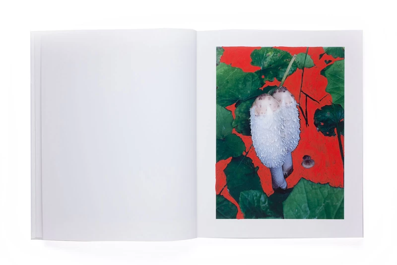 OF MUD AND LOTUS - Viviane SASSEN | shashasha - Photography & art
