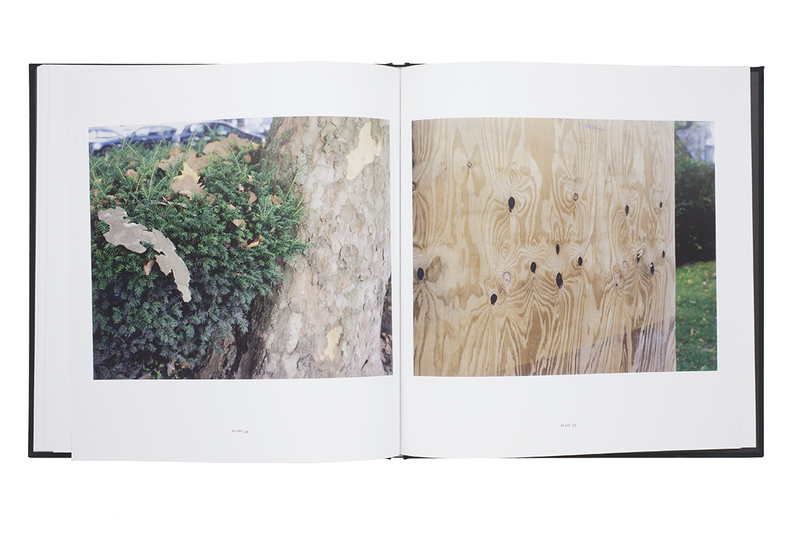 Monkey Puzzle - Yoko IKEDA | shashasha - Photography & art