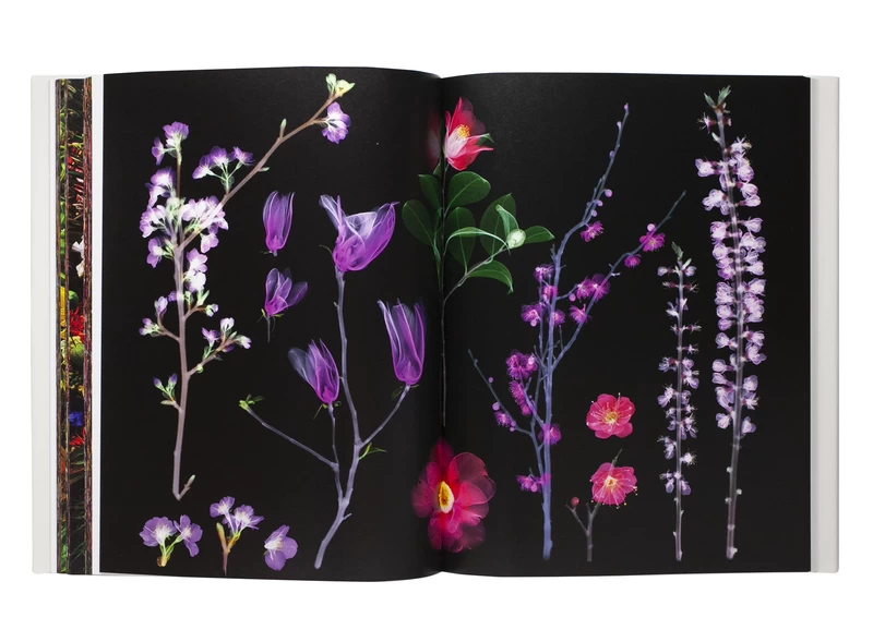 Encyclopedia of Flowers Vol. VI - Makoto AZUMA, Shunsuke SHIINOKI